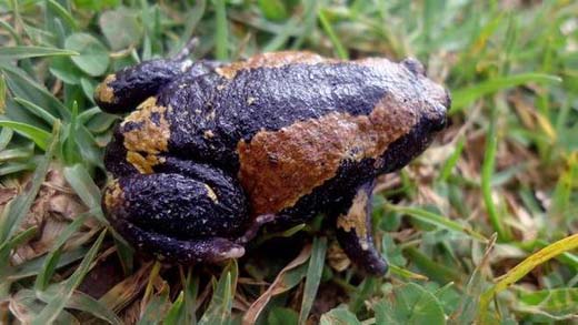 frog 13 nov 17